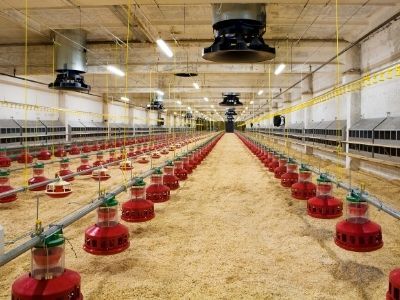 Automatización de la alimentación Automatización de la alimentación